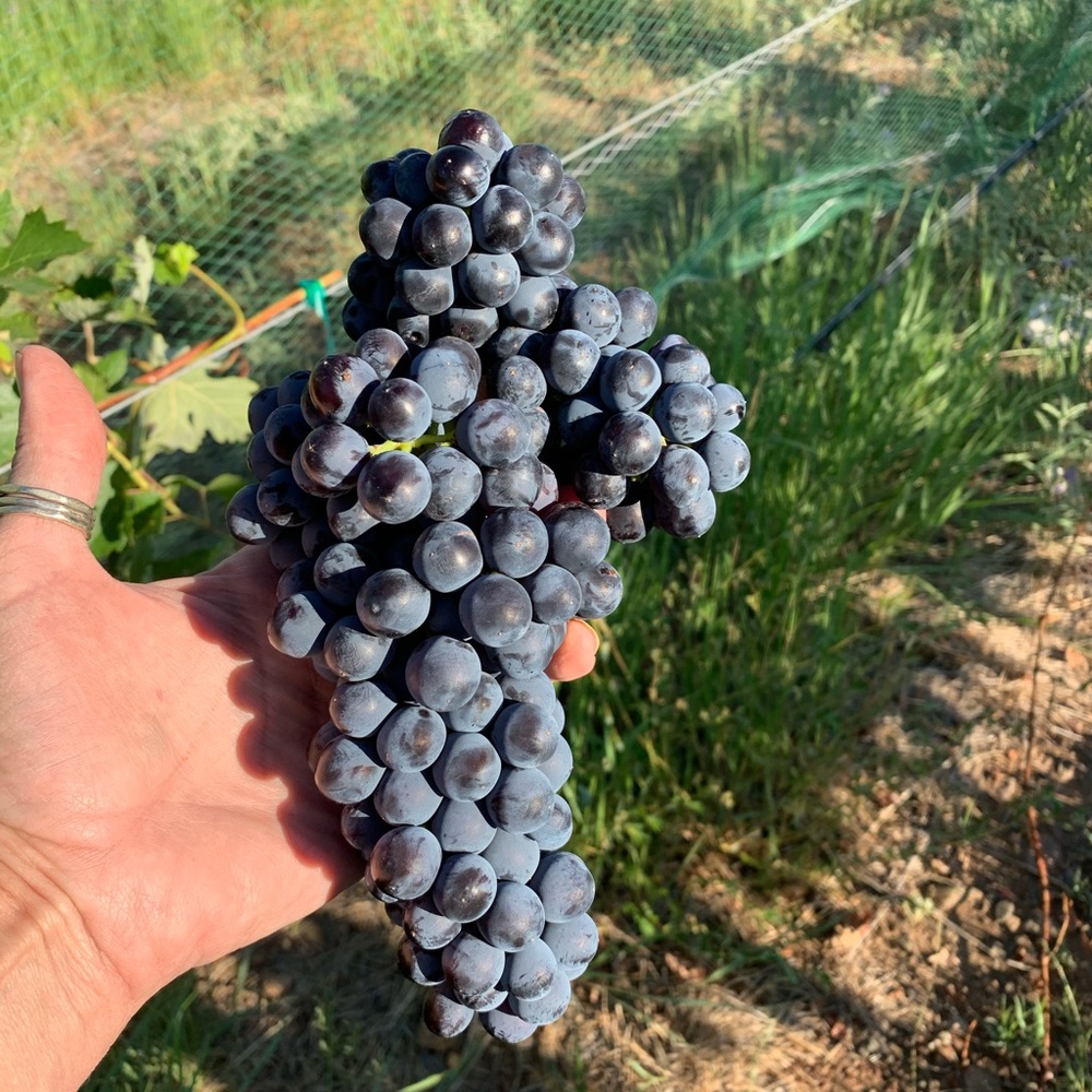 Meet your Posher, Lorene